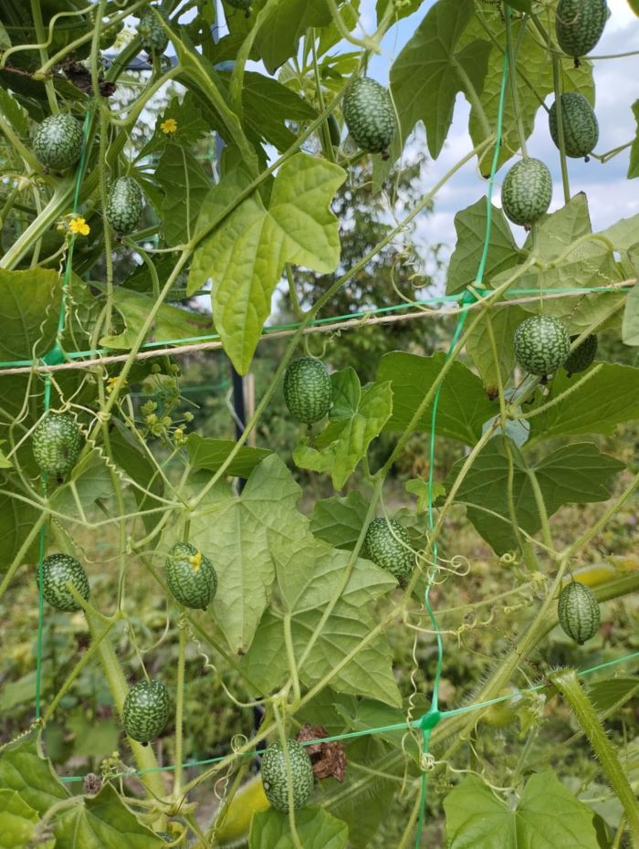 Мелотрію можна використовувати як декоративну культуру,вирощуючи у кашпо, на альтанках або парканах, оскільки листя до самих морозів не жовтіє